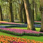 Unveiling Keukenhof 2025