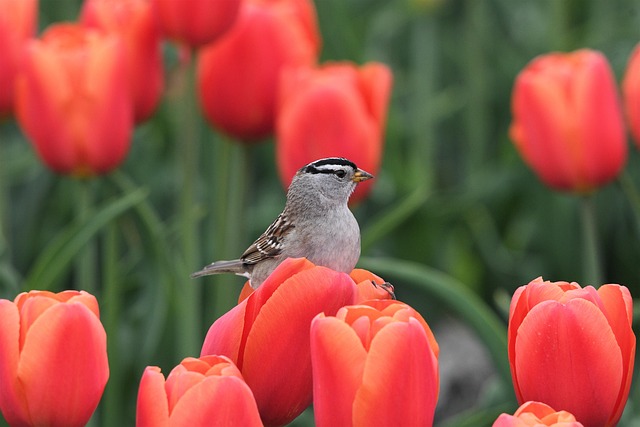 Planning Your Trip to Keukenhof 2026