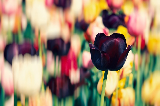 Planning Your Trip to Keukenhof 2026