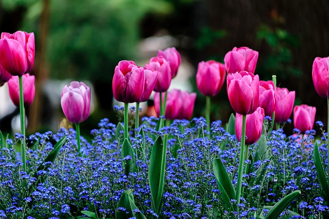 tulip-express-keukenhof-post-00404 tulip-express-keukenhof-post-00404